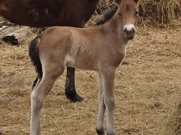 Էգ ձի, Kazakh horse
