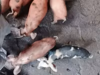 Sow, Pigs — photo 6