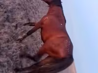 Caballo, Caballos — foto 2