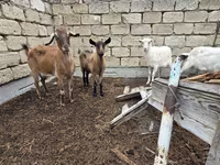 Էգ այծ, Saanen goat — լուսանկար 2