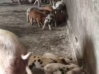 मादा सूअर, सूअर — फ़ोटो 4