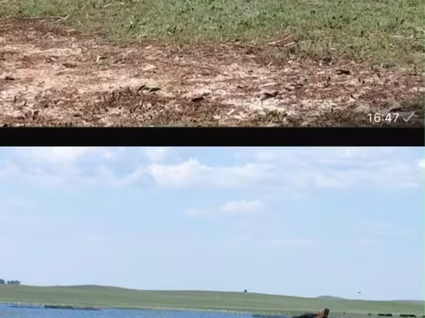 Էգ ձի, Horse breed