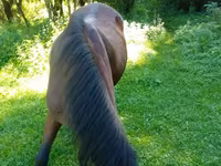 Mare, Horses — photo 3