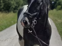 Бие, Horse breed — 6-сурет