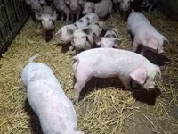 Sow, Pigs — photo 5