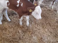 ԽՍԿ (խումբ, սեռը նշված չէ), Simmental cattle — լուսանկար 1