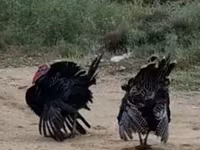 Turkeys — լուսանկար 4
