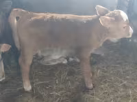 Bull, Cattle — photo 5