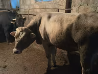 Bull, Cattle — photo 5