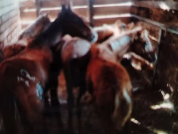 Cavalo, Cavalos