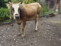 Vaca, Ganado vacuno — foto 1