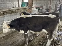 सांड, मवेशी — फ़ोटो 5