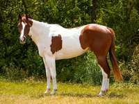 Hengst, American paint horse — Foto 5