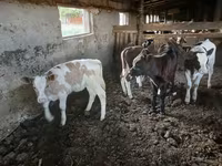 गाय, मवेशी — फ़ोटो 2