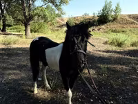 घोड़े (लॉट, लिंग निर्दिष्ट नहीं), American shetland pony — फ़ोटो 4