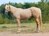 Ձի, Quarter Horse — լուսանկար 1