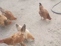 North Holland Blue — foto 3