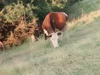 Kuh, Latvian Blue cattle — Foto 3
