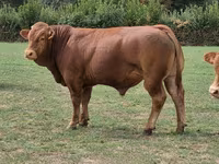 Bulle, Limousin-Kuh — Foto 2