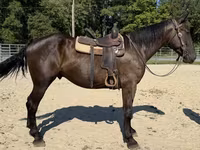 Cavalo, Cavalos — foto 4