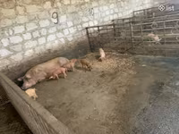मादा सूअर, Дюрок — फ़ोटो 3