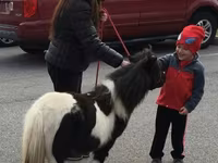 公马, Miniature horse — 照片 7