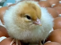 Chickens — Foto 7