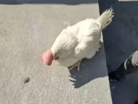 Chickens — լուսանկար 4