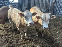ԽՍԿ (խումբ, սեռը նշված չէ), Charolais cattle — լուսանկար 2