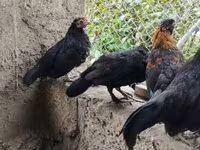 Gallina checa dorada veteada — foto 4
