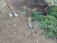 Կով, Խոշոր եղջերավոր — լուսանկար 1