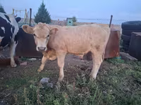 Cow, Kazakh White-headed cow — photo 8