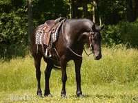公马, Friesian — 照片 4