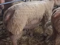 Қошқар, Charollais sheep — 1-сурет