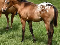 Égua, Appaloosa — foto 1