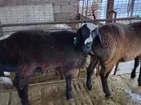 كبش, Blackheaded Persian sheep — الصورة 4