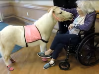 母马, Miniature horse — 照片 4
