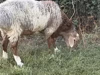 Carnero, Rhon sheep — foto 1