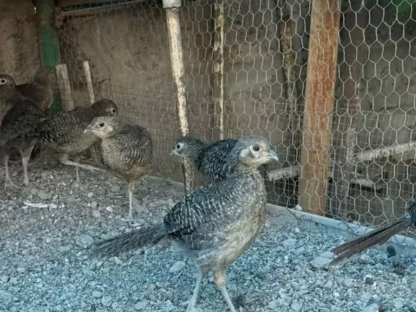Guinea fowl