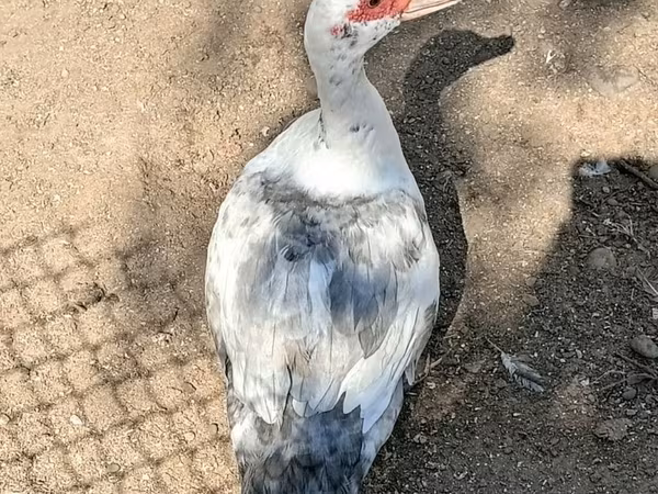 مولارد