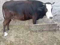 Cow, Cattle — photo 4