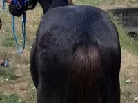 公马, Dutch warmblood horse — 照片 3