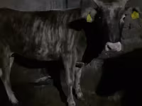 Cow, Cattle — photo 1