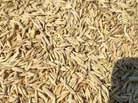 Ավյոզ, վարսակ, վարսակի սերմ — լուսանկար 1