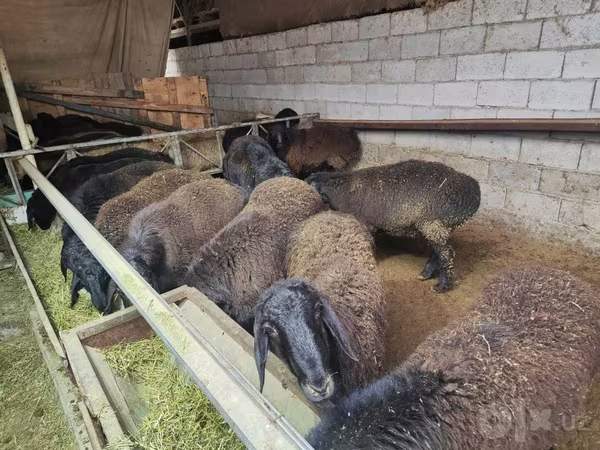 Қошқар, Edilbay sheep