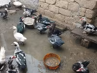 Ducks — 照片 3
