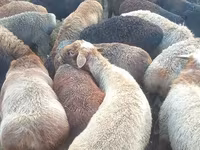 Кочкор, Эдильбай койу — сүрөт 1