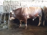 Bulle, Simmental cattle — Foto 3
