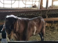 Қошқар, Assaf sheep — 4-сурет