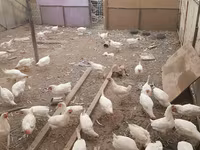 Chickens — photo 3